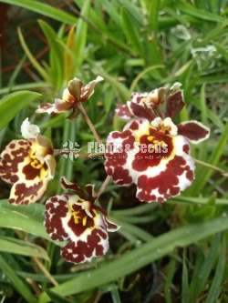 Tolumnia Orchids