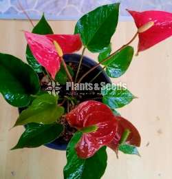 Anthurium Package 