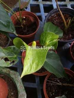 Anthurium Package 