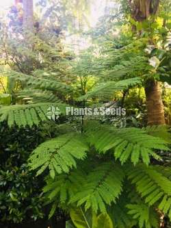 Jacaranda plants