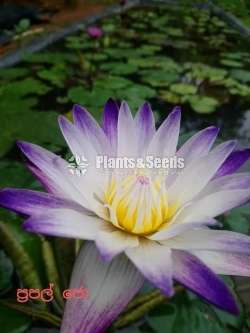 Purple joy Water Plants