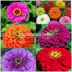 Zinnias flower seeds