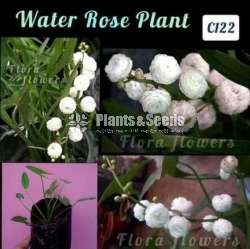 Water rose plant