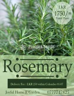 Rosemary Potted Plants