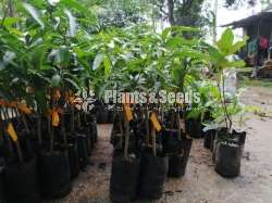 Mango Plant Collection