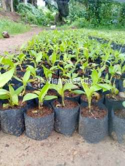 Banana Plants (පටක රෝපන කෙසෙල් පැල)