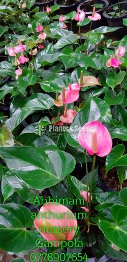 Anthurium - Pink champion