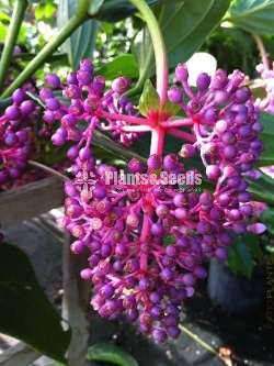  Medinilla plants