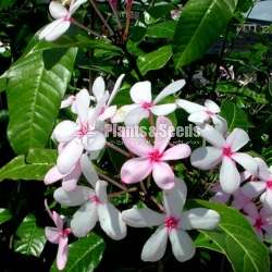 Kopsia fruticosa  (කොප්සියා)