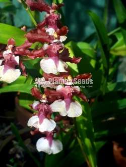 Oncidium Orchids