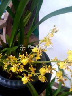 Oncidium Orchids