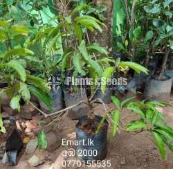 Mango Plants Collection