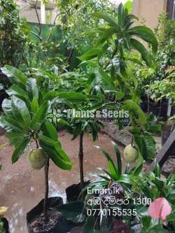 Mango Plants Collection