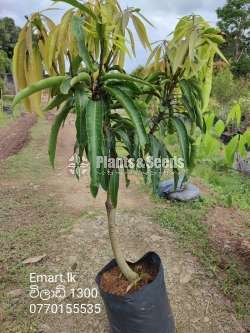 Mango Plants Collection