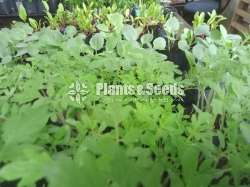 Vegetable Plants