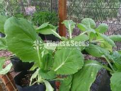 Vegetable Plants