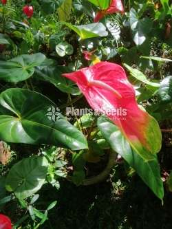 Anthurium collection