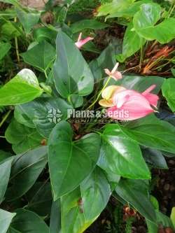 Anthurium collection