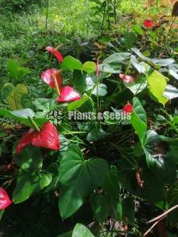 Anthurium collection