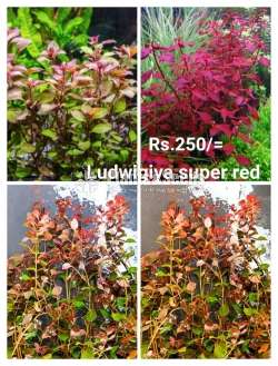 Ludwigiya super red