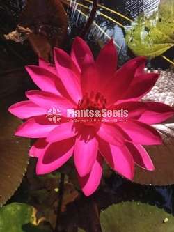 Red flare water lily