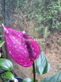 Anthurium Purple rain and Bicolor