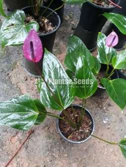 Anthurium Purple rain and Bicolor