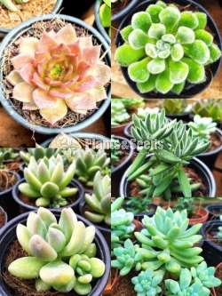 Cactus and Succulent plants