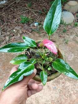 Cirano Anthurium