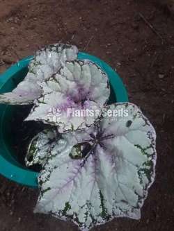 Bigoniya plants for sale