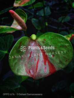 Anthurium package