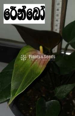 Bankok anthurium seed