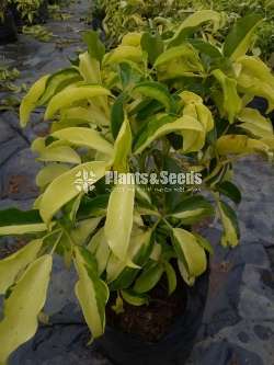 Schefflera indoor  plants