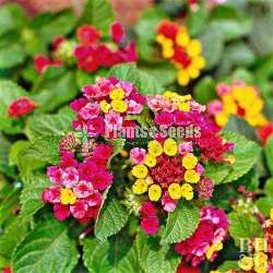 lantana plants for sale