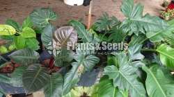 Monstera for sale