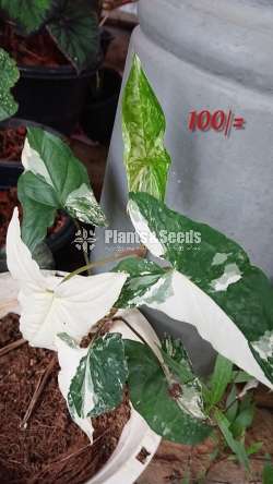 Monstera for sale