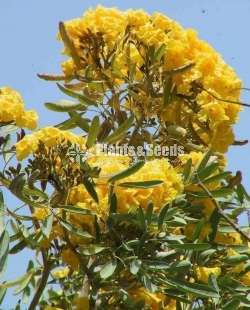 Tabebuia argentea (Tabebuia aurea )