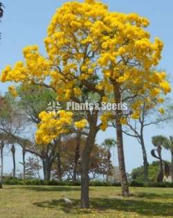 Tabebuia argentea (Tabebuia aurea )