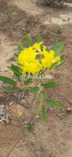 Tabebuia argentea (Tabebuia aurea )