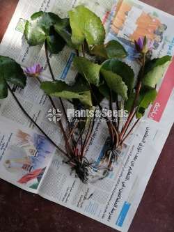 Water Plants for sale