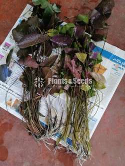 Water Plants for sale