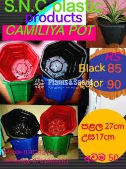 Camilia Pots (Plastic Pots)