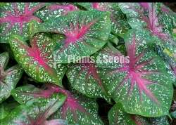 Caladium Plants