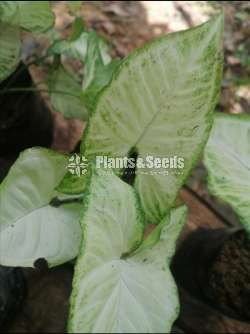 Caladium Plants