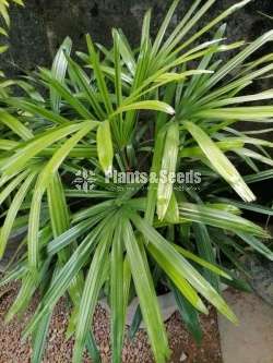 Rhapis palm