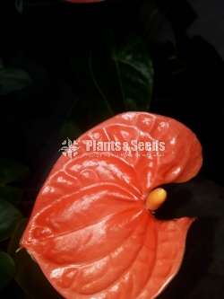 Local Anthurium (දේශීය ඇන්තුරියම් )