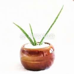 Succulent plant with a beautiful pot