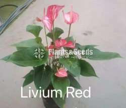 Livium anthurium