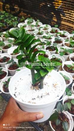 Money Plant ( Semiya) නෙදර්ලන්ත 