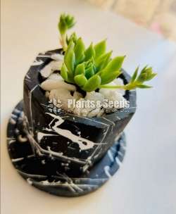 Succulent plant in a cute pot